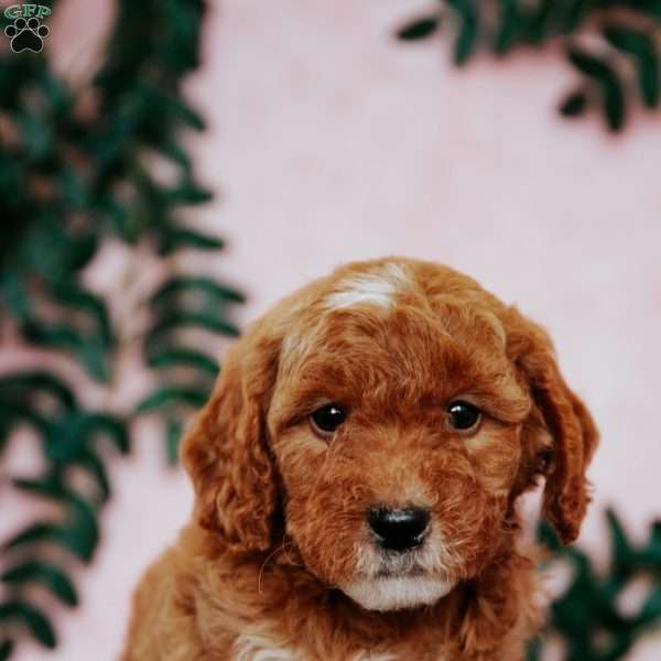 Paxton F2B, Mini Goldendoodle Puppy